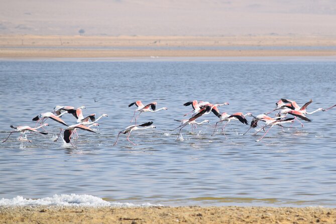 Bird Watching Tour to El Fayoum from Cairo