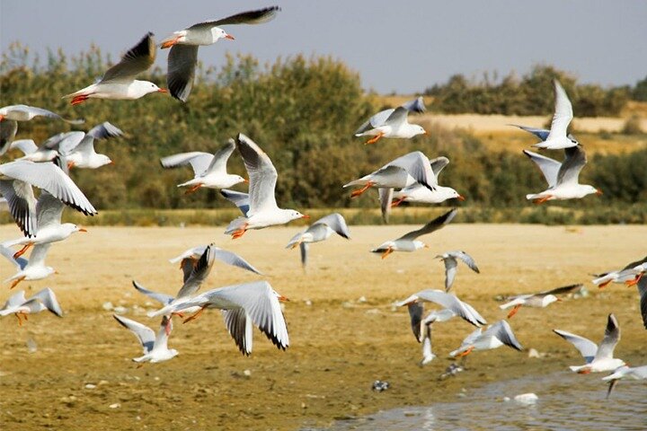 Bird Watching Tour to El Fayoum from Cairo