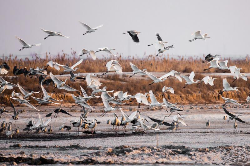 Bird Watching Tour to El Fayoum from Cairo