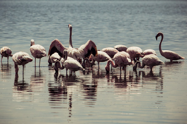 Bird Watching Tour to El Fayoum from Cairo
