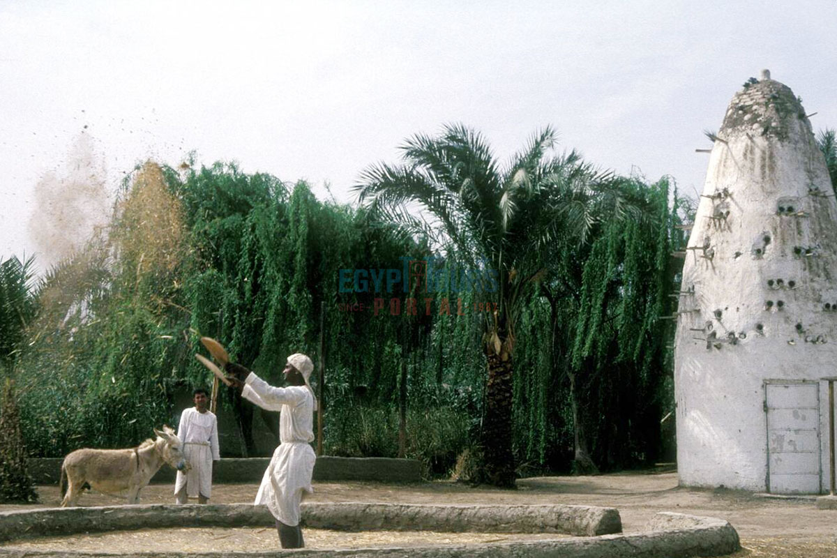Wedding in Egypt